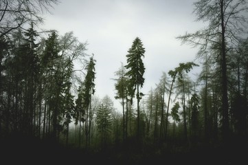 Mysterious foggy forest. Coniferous trees, gloomy winter landscape, gray sky. Eastern Europe.  .
