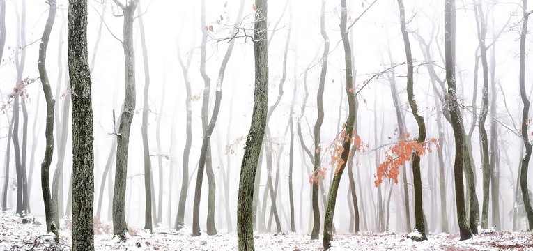 Forest covered with glaze ice,snow and rime during foggy conditions. Oak trees, red leafs,woodland, winter landscape. Can be used as christmas image. Panoramic image. Czech republic,Europe. . © Jansk