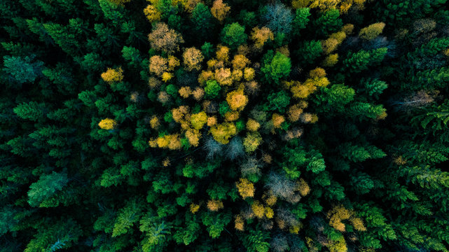 Naklejki Aerial view of autumn forest