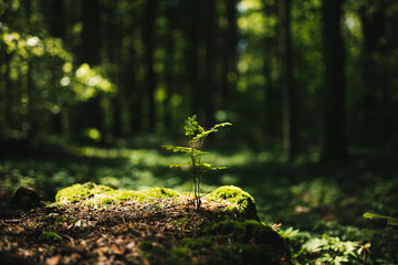Young rowan tree seedling grow from old stump in Poland forest.  - obrazy, fototapety, plakaty