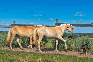 A pair of horses frolic in the paddock. Photographed in the summer afternoon.