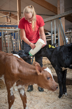 Teenage girl feeding calf