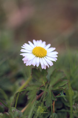 Gänseblümchen im Gras