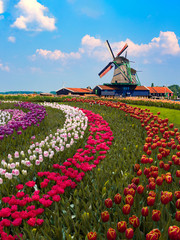 Colorful Dutch tulip farm nested to a majestic windmill under a sunny spring weather