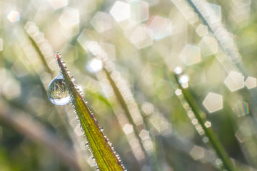 Tautropfen #2