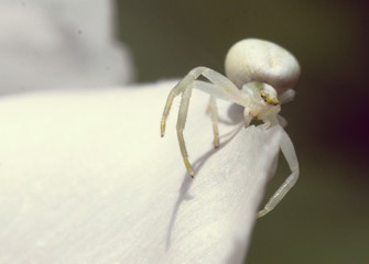 Krabenspinne