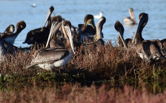 A group of brown pelicans (Pelecanus occidentalis) on a small island in Elkhorn Slough in California