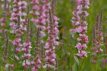 Obraz premium Purple Loosestrife, flowers in the garden. Lythrum salicaria
