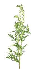Ragweed plant isolated on a white background. Ambrosia artemisiifolia.