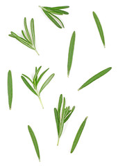 Fototapeta premium Fresh green rosemary twigs isolated on a white background. Top view.