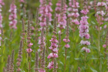 Lythrum salicaria, Blush
