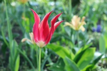 Blooming tulips in spring against the background of nature, park, flowers, season of spring, in a natural environment