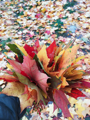 Dry multicolored leaves in human hand. Autumn concept