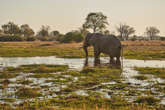 Elephant in the river, Khwai, Botswana