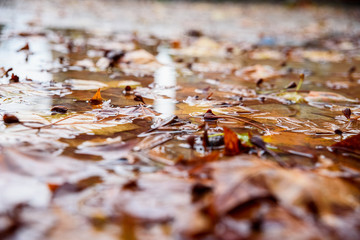 Fallen leaves on a wet puddle in a park in winter.
