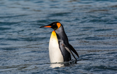A king penguin emerging from the Southern Ocean along the shore of South Georgia Island