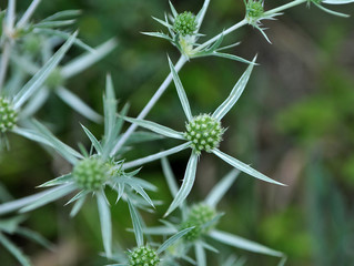 In nature, thistle grows Eryngium campestre