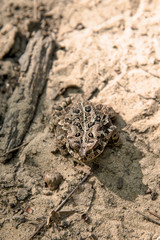 toad frog on dirt