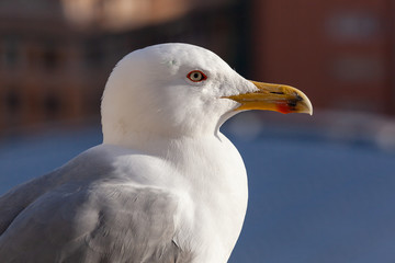 Portrait of seagull on the blurred background of embankment  of Tiber River in Rome, Italy