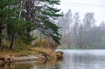 Gray autumn landscape. Birch and other trees by the lake or river. Fog and light haze in the sky. High voltage power lines hang over the trees.