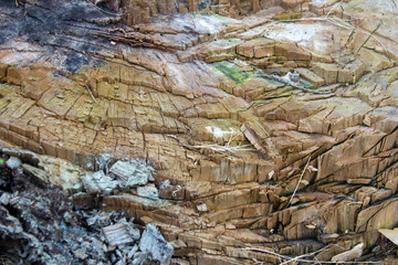 View of the trunk layer of a chopped tree. Trunk of a cut tree in forest