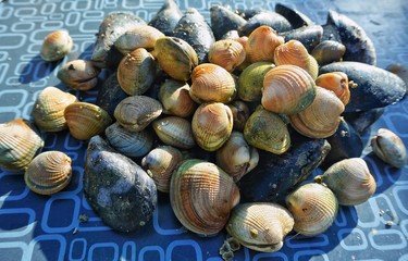 shellfish 