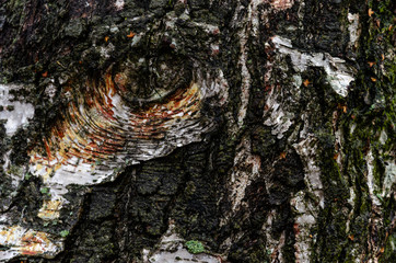 Bark of a birch close up. The texture of the wood surface. Birch grove in a picturesque nature reserve. On the bark pattern in the shape of a human eye.