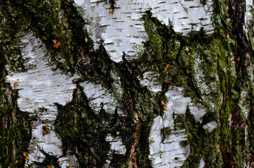 Bark of a birch close up. The texture of the wood surface. Birch grove in a picturesque nature reserve. On the bark pattern in the shape of a human eye.