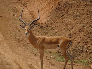 Uganda nature photos
