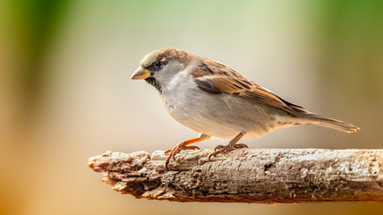 Eurasian tree sparrow Passer montanus sitting on a branch.