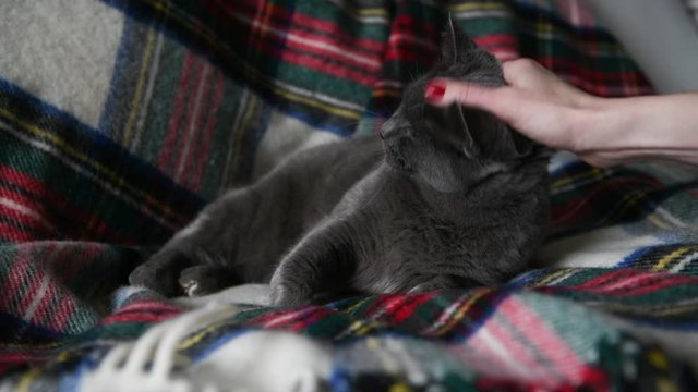 Large Short Haired Gray Cat Relaxing on Wooly Blanket in Christmas Colors