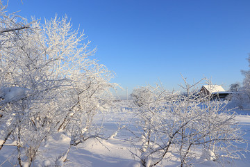 Russian winter, after snowfall, tree branches are covered with snow and sparkle in the sun, snowdrifts knee-deep, off-road. It is a beautiful winter background.
