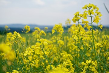 Obraz premium yellow flowers 