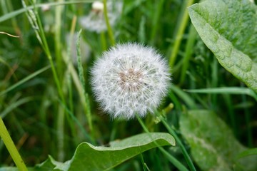 dandelion 