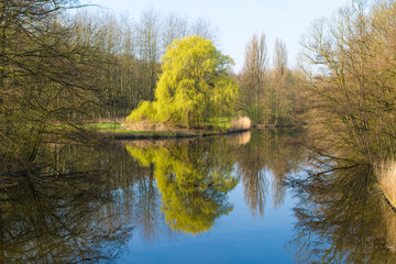 Fototapeta na wymiar Tree reflection in forest