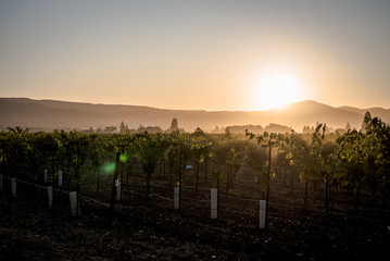 vineyard field of grapevines at sunrise 