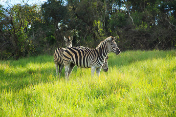 Zebra South Africa