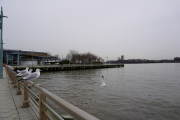 sea port and harbor with seagulls in cloudy new york city bay