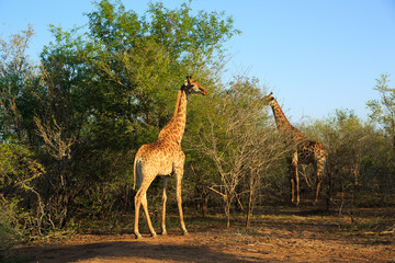 Naklejka na ściany i meble giraffe South Africa