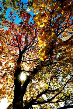 Germany, Saxony, Low angle view of maple tree in Autumn forest