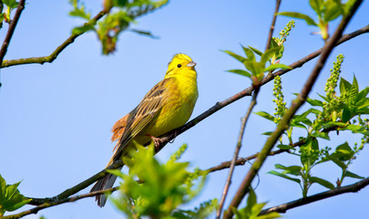 The yellowhammer Emberiza citrinella is a passerine bird in the bunting family that is native to Eurasia.