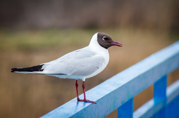 seagull on a post