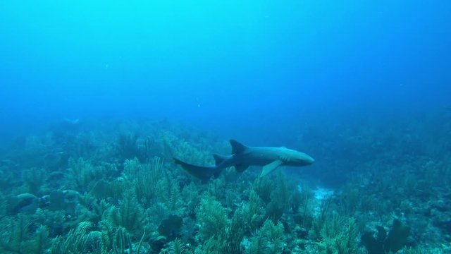 Nurse shark over coral reef at Esmeralda, San Pedro, Belize