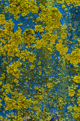 empty metal surface covered with moss. Rusty piece of metal in a landfill. Recycling garbage in nature. background for site or web page.