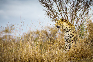 leopard in kruger national park, mpumalanga, south africa 18