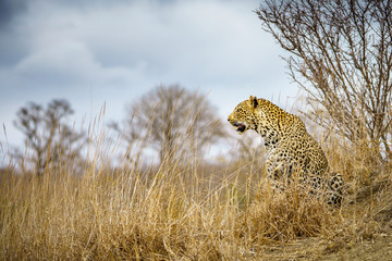Naklejka premium leopard in kruger national park, mpumalanga, south africa 59