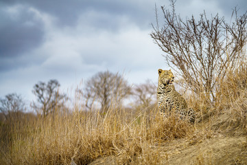 leopard in kruger national park, mpumalanga, south africa 67