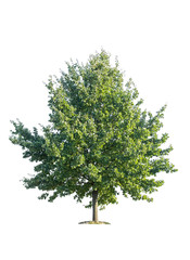 Oak tree isolated on a white background. Oak tree (Quercus robur) isolated on a white background. tree Quercus robur isolate