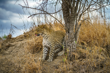 leopard in kruger national park, mpumalanga, south africa 117