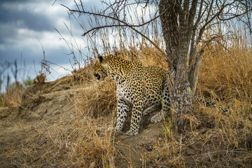 leopard in kruger national park, mpumalanga, south africa 128